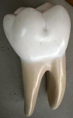 Vintage Education Resin Tooth Model Dental Human Body Bone Modern Cross-Section