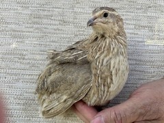 24+++ Fertile Jumbo Multi Color Coturnix Quail Hatching Eggs
