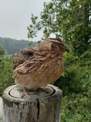 33+ KINGsBROWN XL. JUMBO brown coturnix quail hatching eggs,