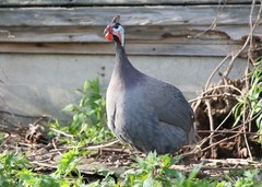10++ NPIP Guinea Hen Hatching Eggs – Assorted Colors – Read Description