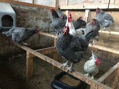 10++ Copper Free Blue and Splash Marans Hatching Eggs