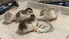 10++ NPIP Guinea Hen Hatching Eggs – Assorted Colors – Read Description
