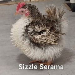 8+AI NPIP Clean Serama Hatching Eggs, Micro, A & B Types / Malay/Trad