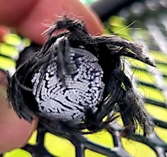 8mm HEAVY DUTY BLACK MARINE GRADE BUNGEE CORD Tarp Tie Down Strap 12-20-30-40″