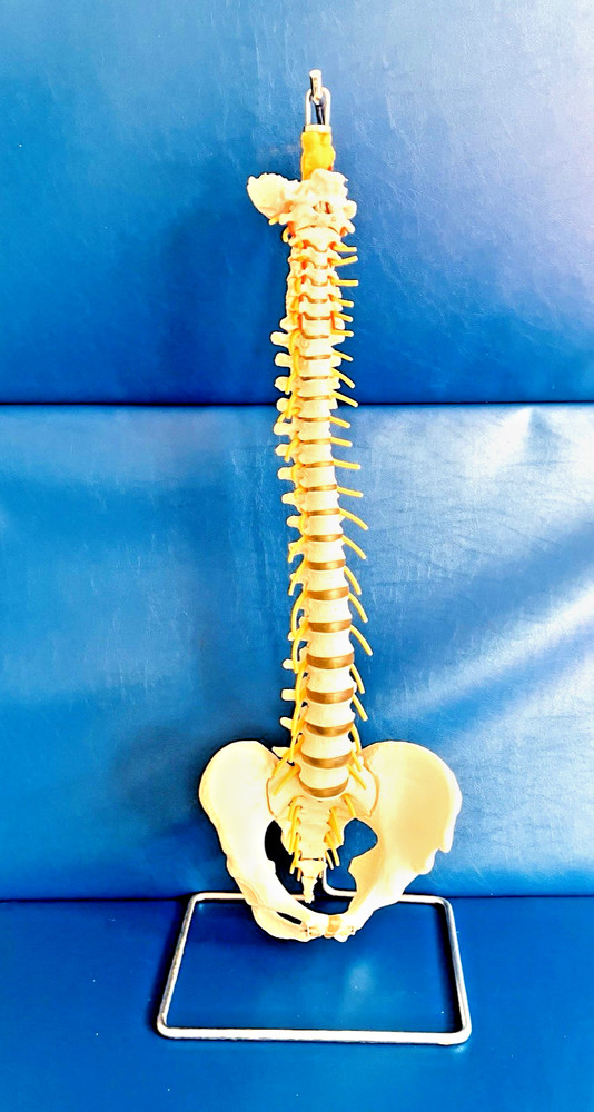 Vintage SOMSO Flexible Human Spine Model with Pelvis – Made in West Germany